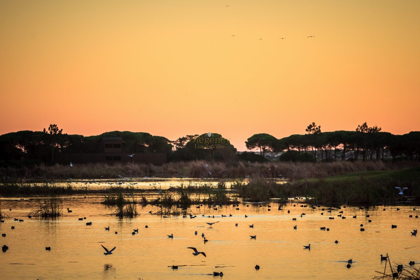 Luxury Villas Rentals In The Quinta Do Lago Resort Regency Luxury Villas